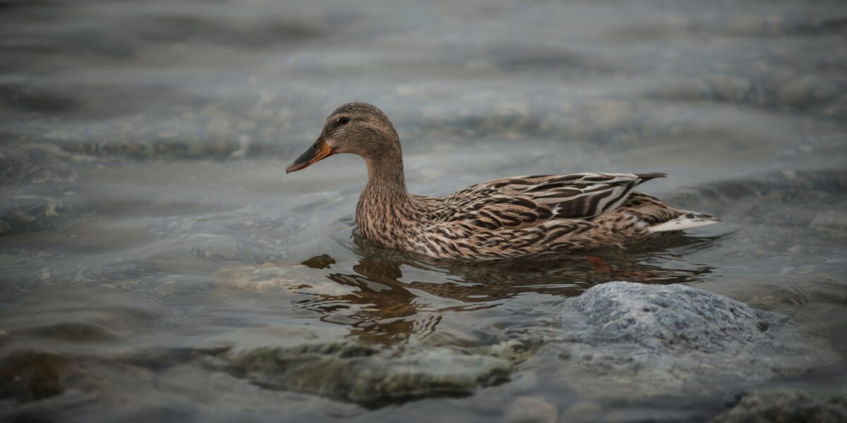 Eend mishandeld in Zoeterwoude