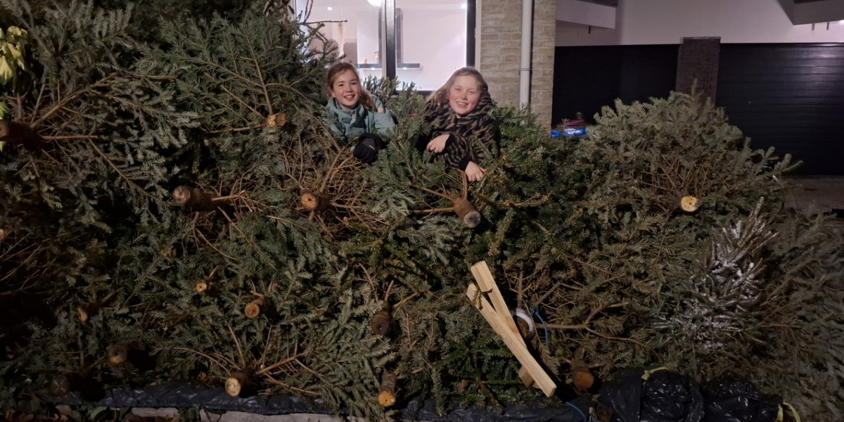 Meer dan tweeduizend kerstbomen ingezameld in Leiderdorp
