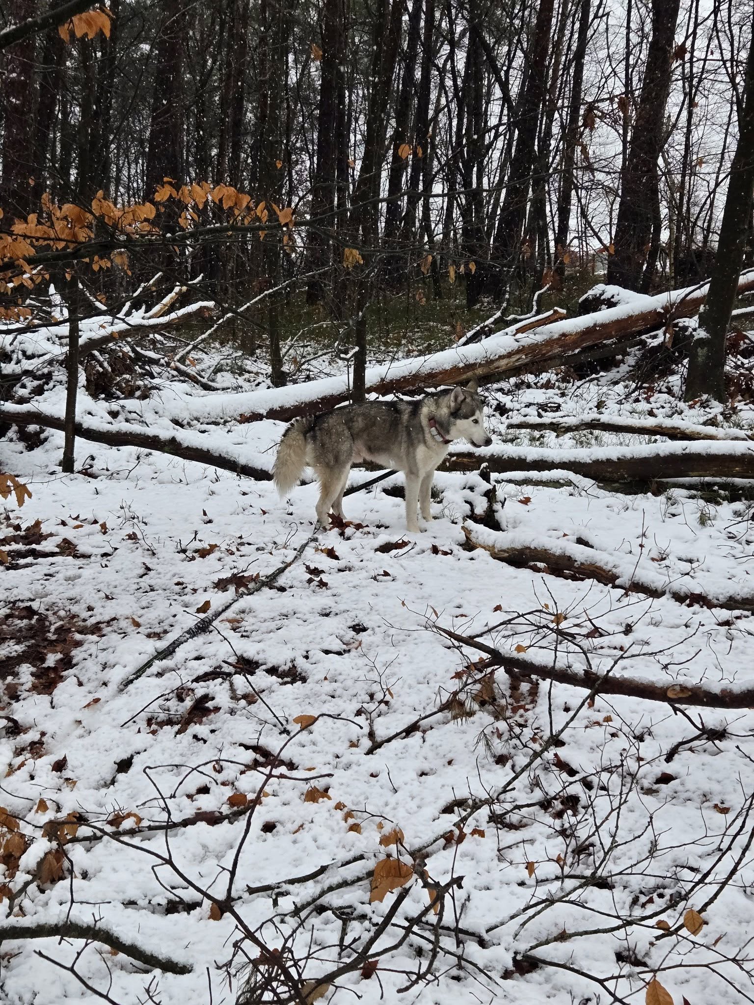 Het favorite plekje van de hond van Anique Volmer