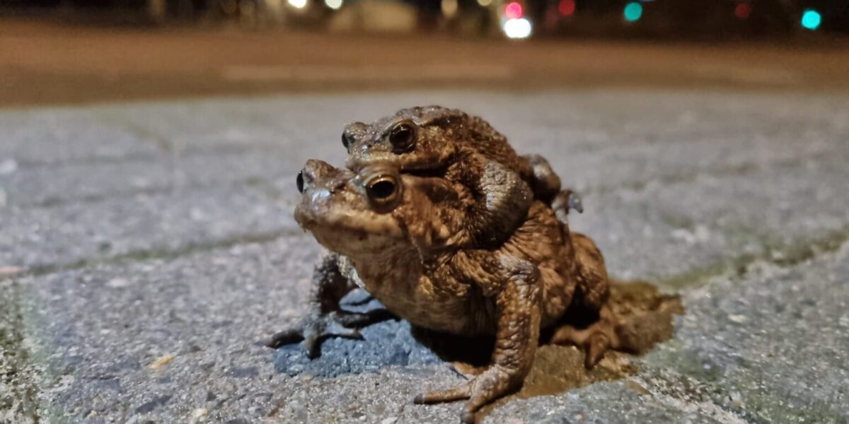 Oproep: 'Red overstekende padden'