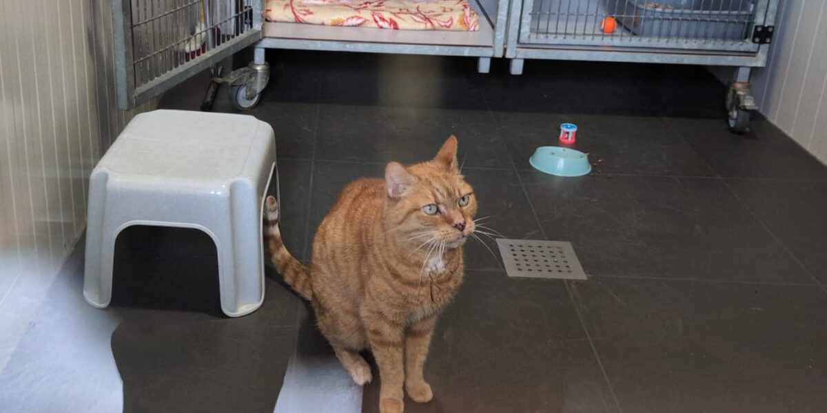 Asieldieren niet zielig, maar willen wel een eigen thuis