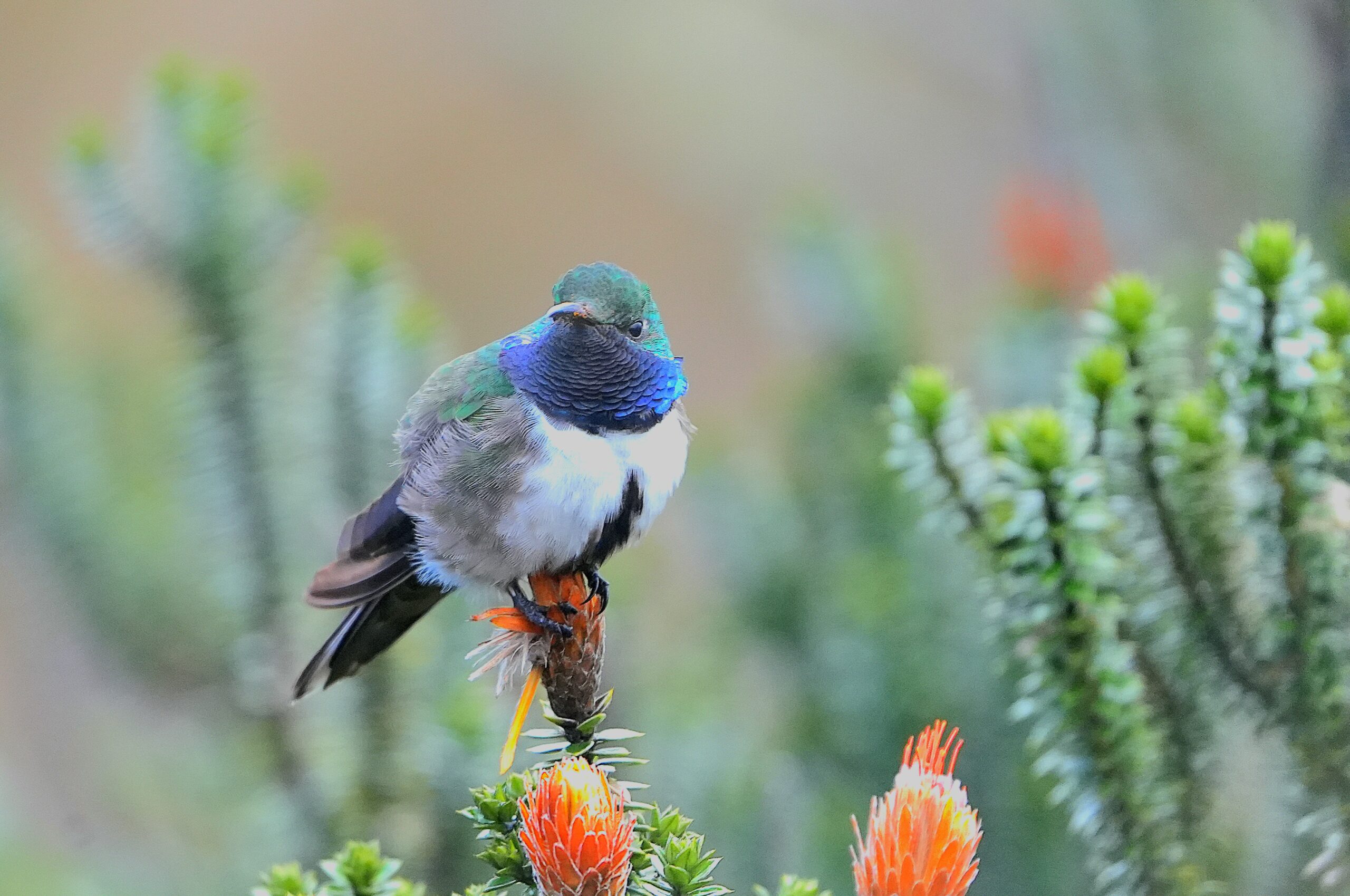 Blauwkeelbergnimf, foto: Michaël Moens