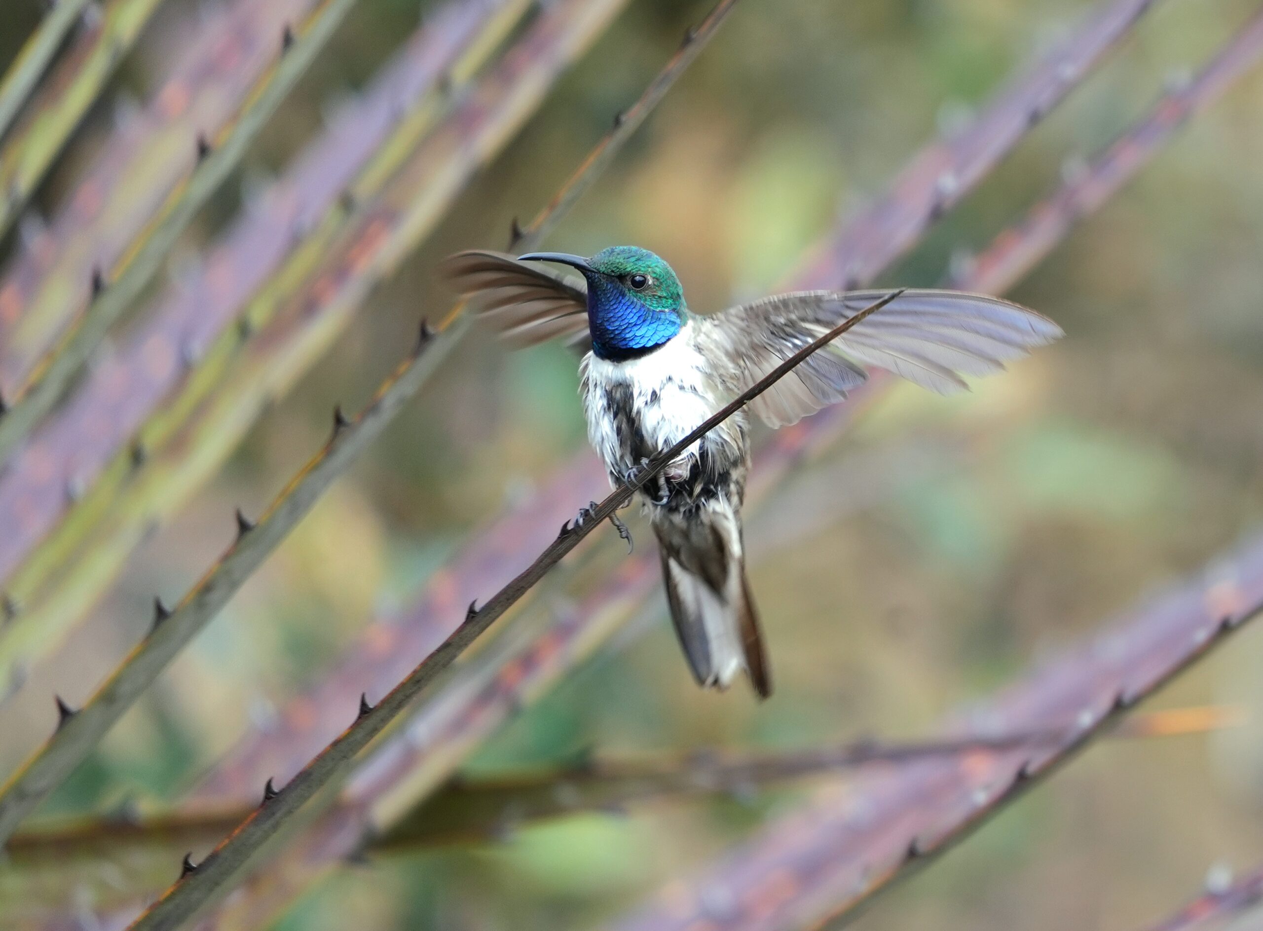 Blauwkeelbergnimf, foto: Michaël Moens
