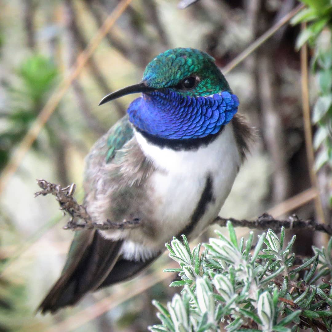 Blauwkeelbergnimf, foto: Michaël Moens