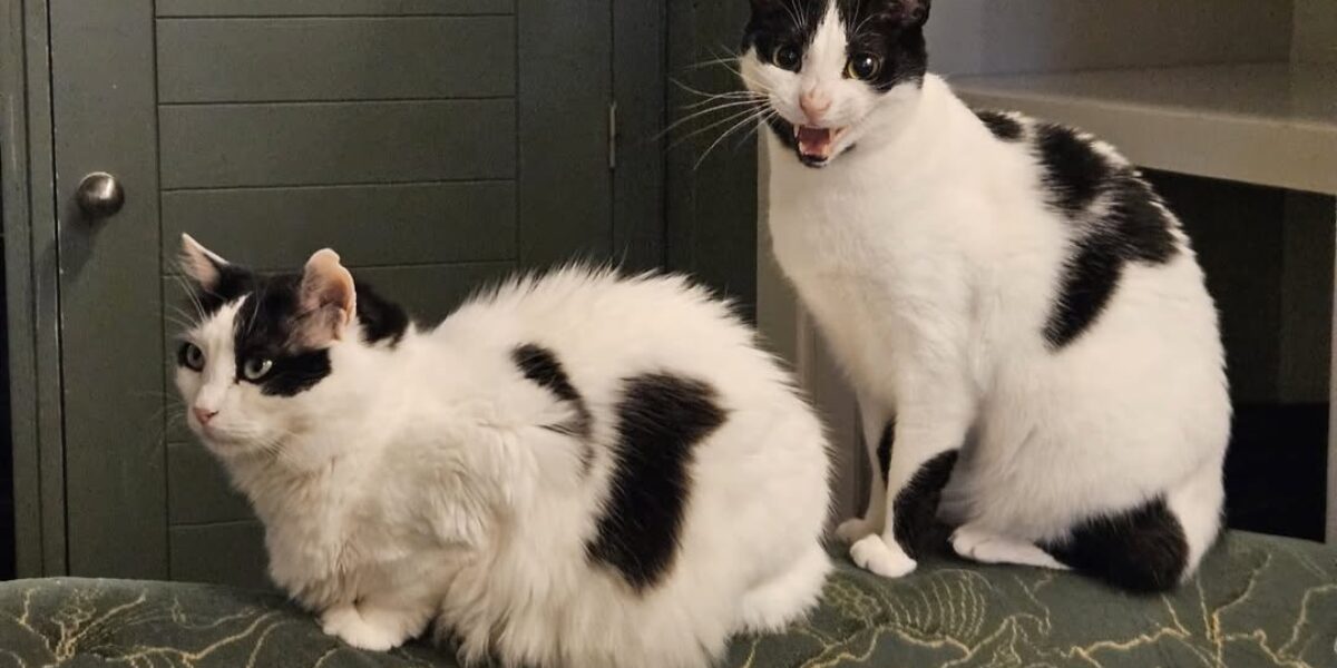 Kattencafé voert leeftijdsgrens in