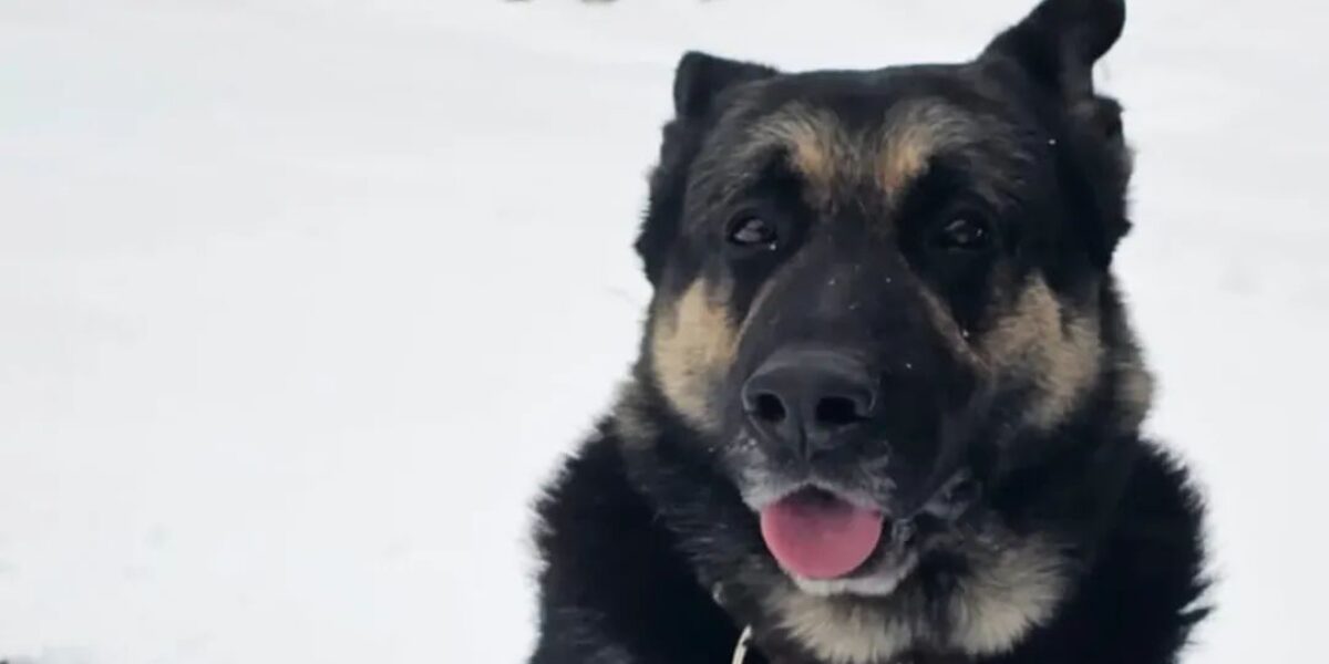 Langharige Russische herdershond gestolen