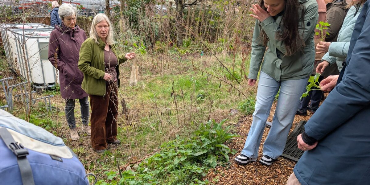 Brandnetel is superplant: 'om te eten, drinken en jezelf te verzorgen'