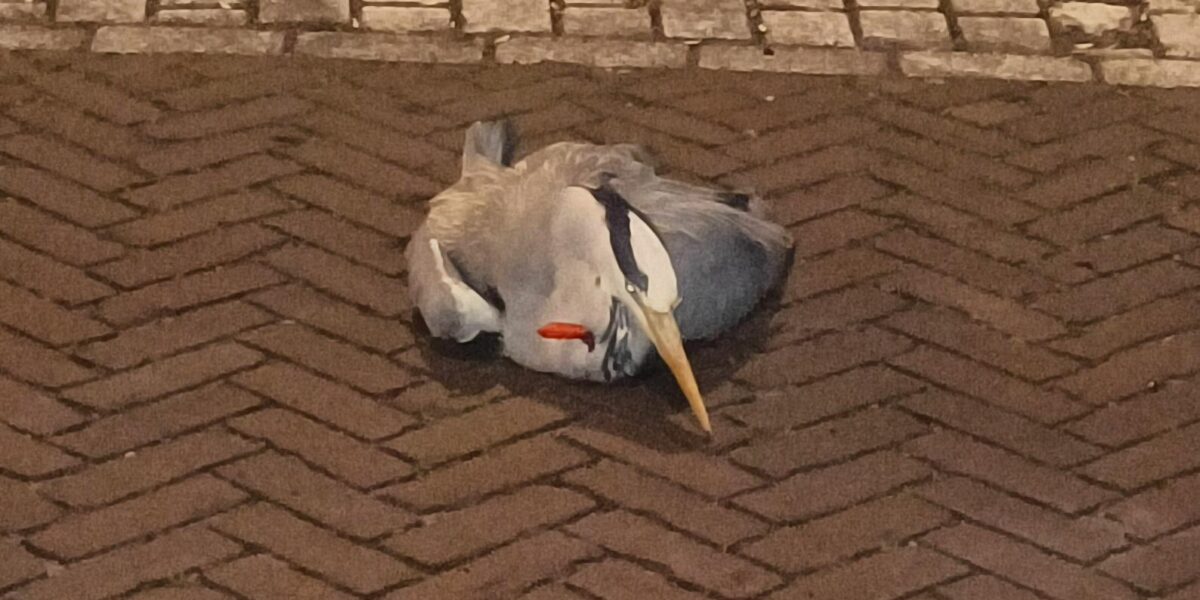 Reiger doorboort met kruisboog