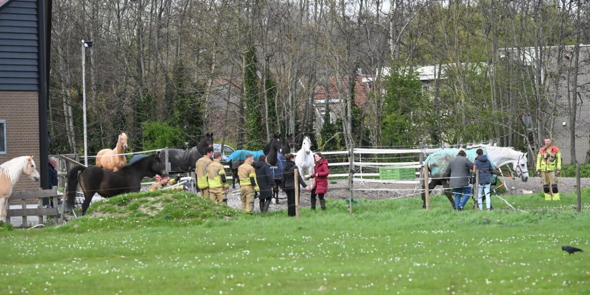 Brandweer helpt paard uit de modder