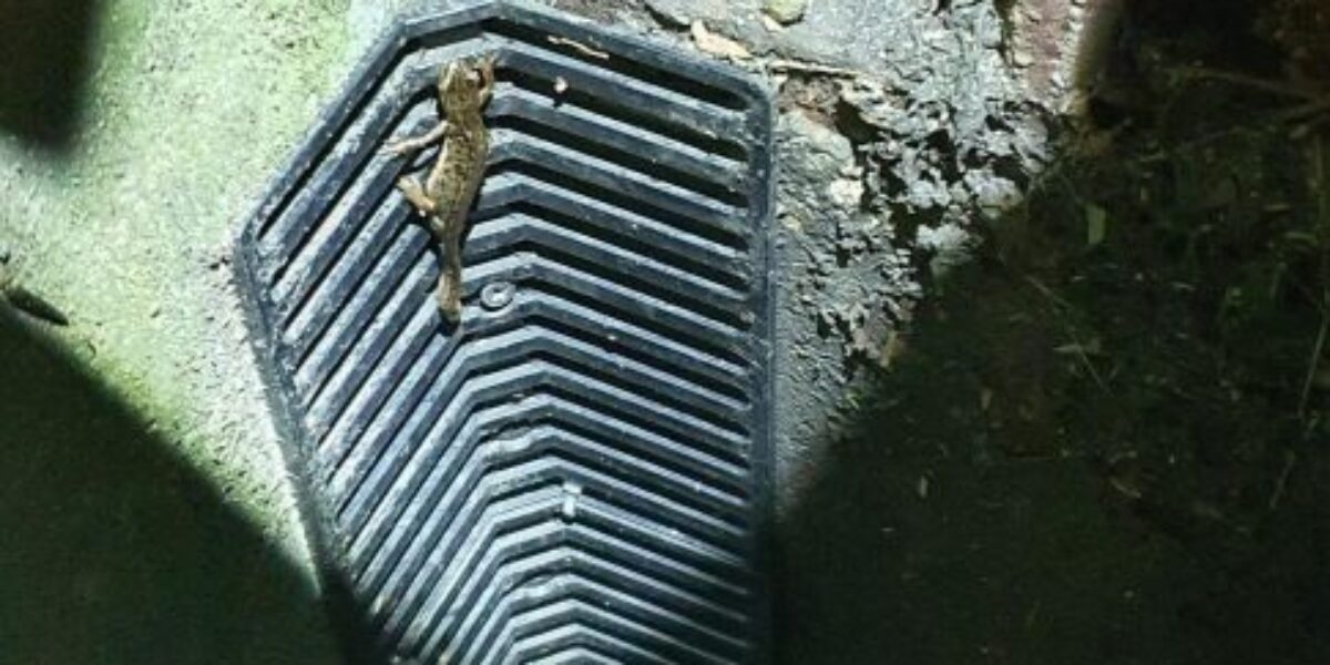 Leiderdorp plaatst paddentrappetjes