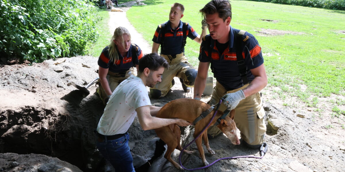 Brandweer graaft hond uit in Park de Houtkamp