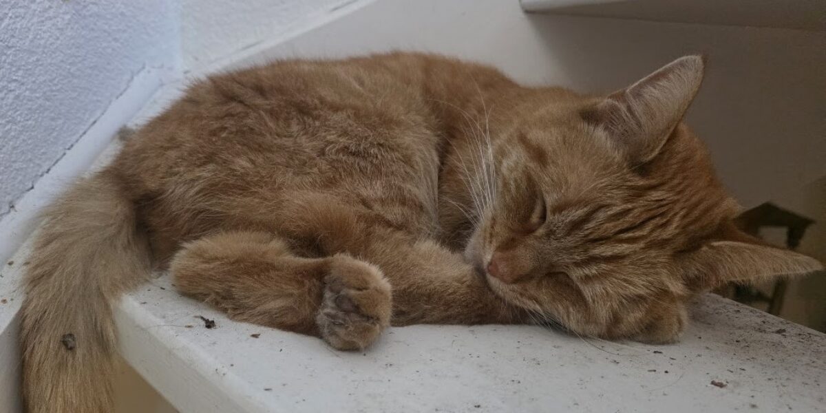 Opnamestop zwerfkatten bij dierenasiel door kattenziekte