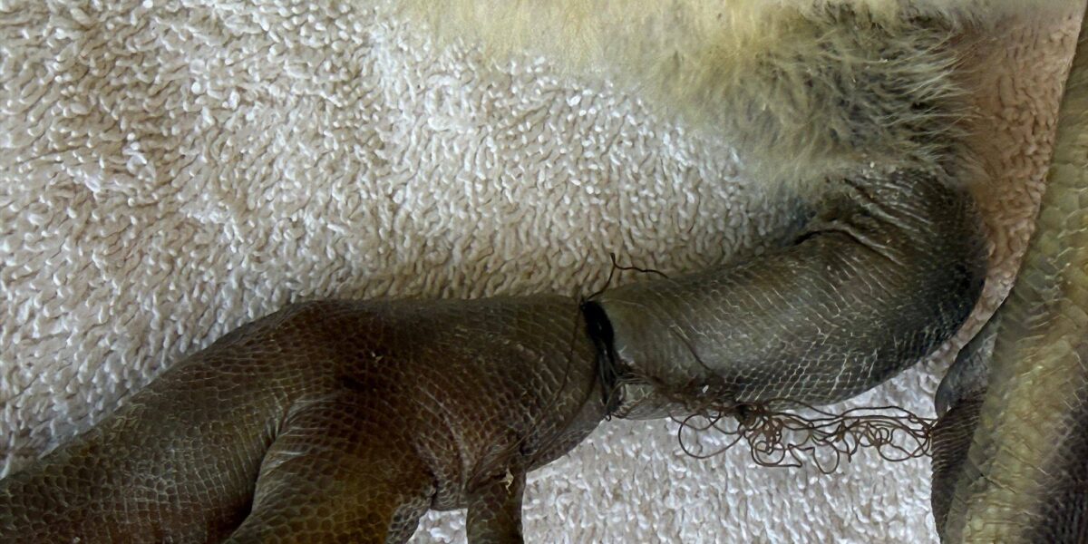 Oegstgeestenaar redt ganzenbaby
