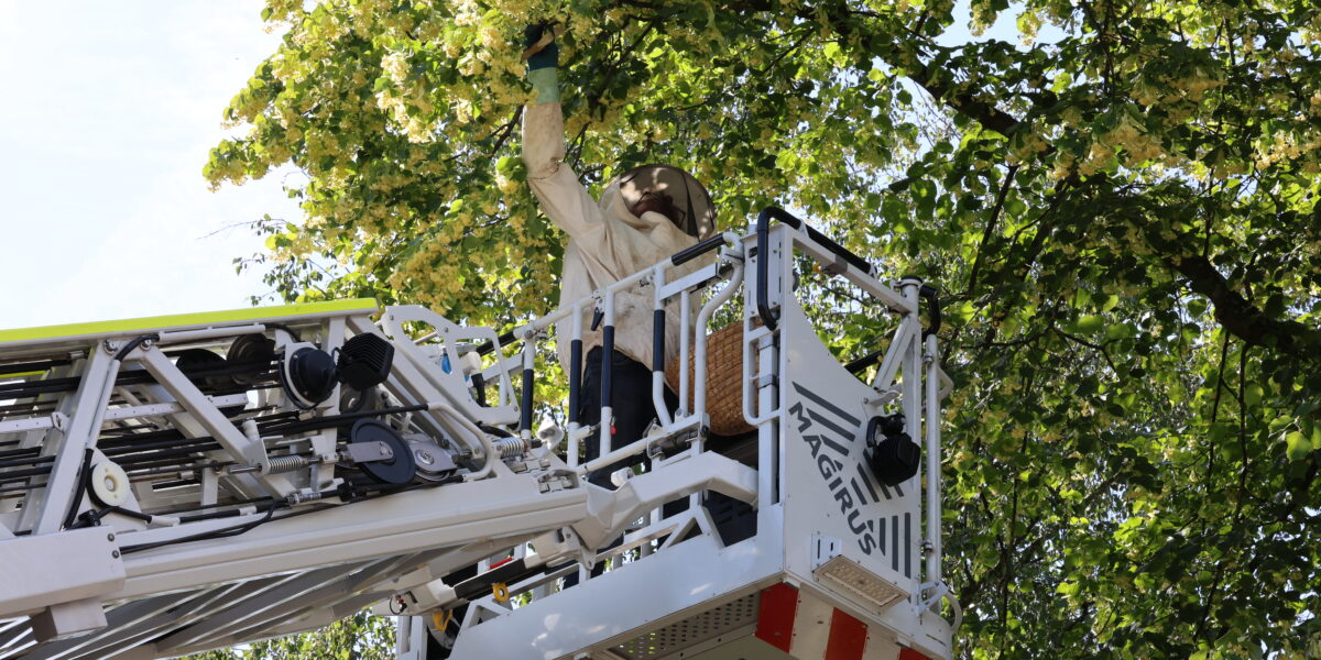 Duizenden bijen veilig verwijderd uit boom