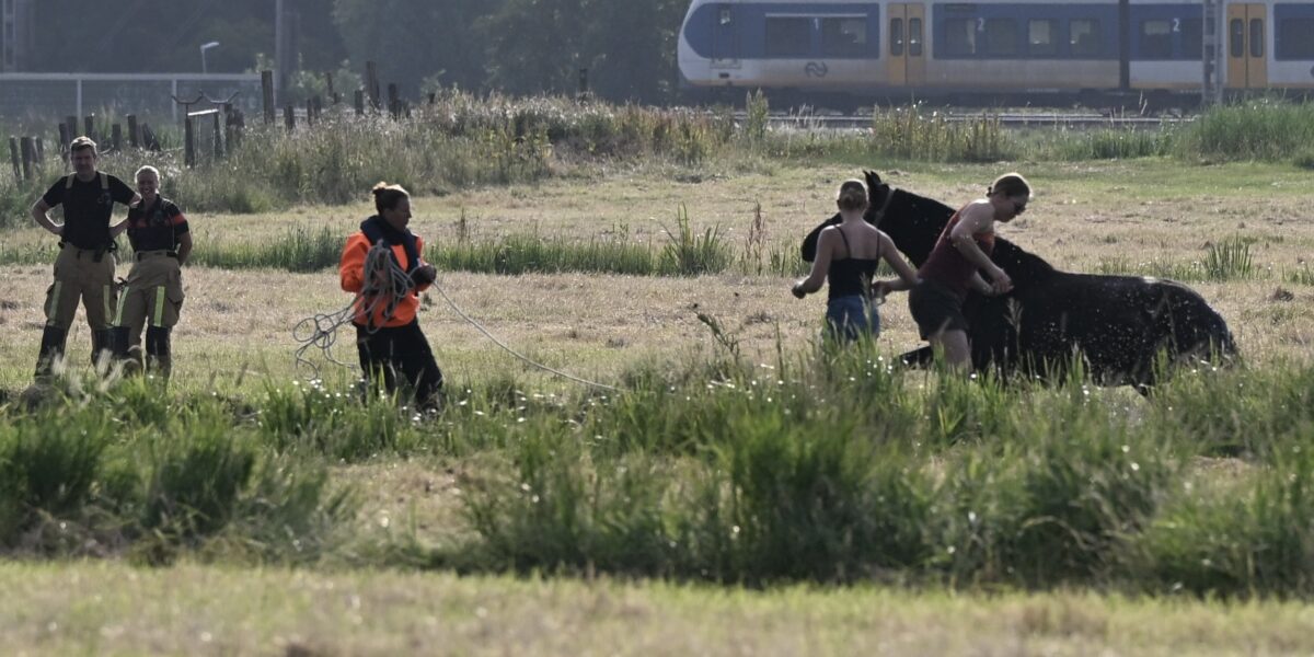 Paard zoekt verkoeling in sloot bij Nieuwe Weg