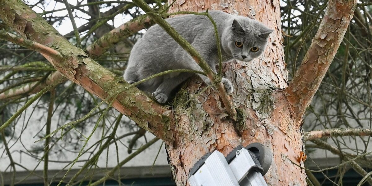 Brandweer redt angstige kat uit boom