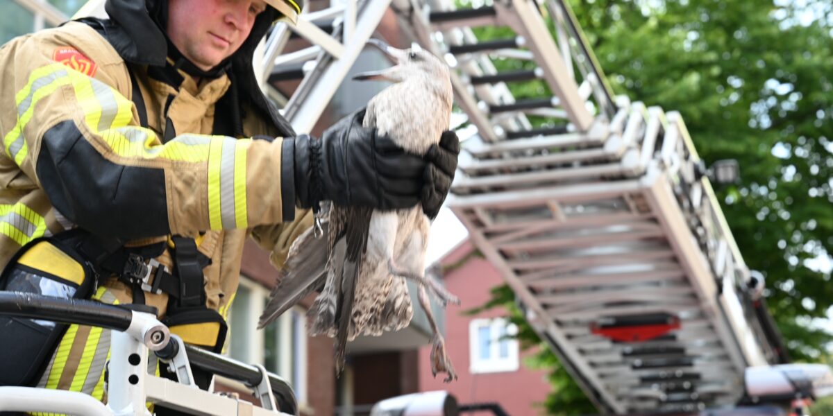 Brandweer redt meeuw in het nauw