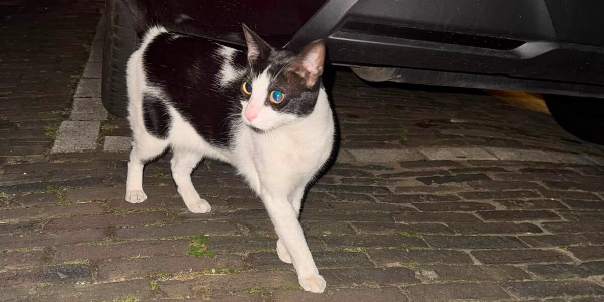 Leidse poes Ollie reist onder motorkap naar Vlaardings kunstenaarsstraatje