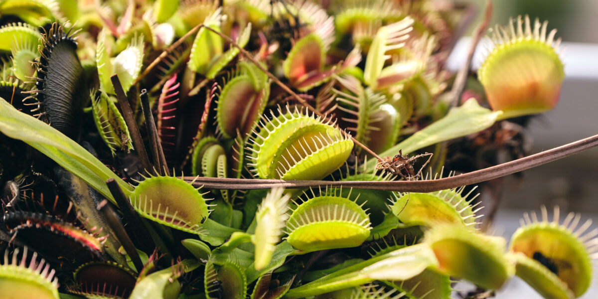 Vleesetende planten te zien en te koop in Hortus botanicus