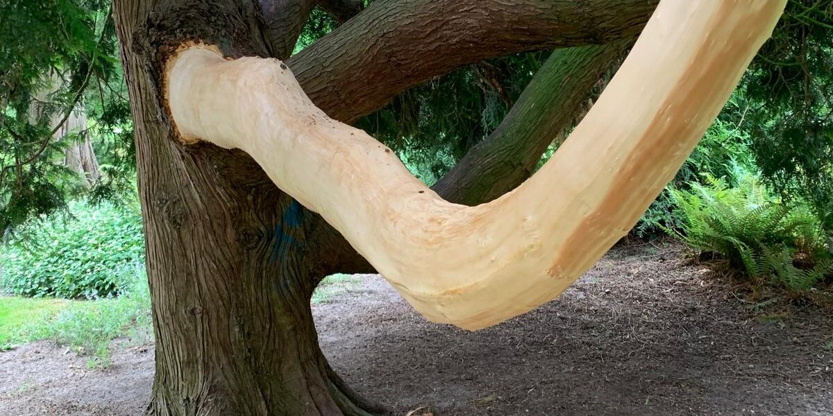 Vandalen vernielen oude boom in Berkhoutpark