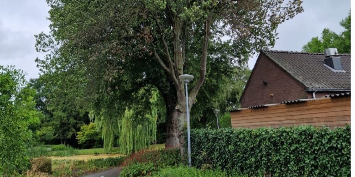Zieke iepen in Voorschoten gekapt