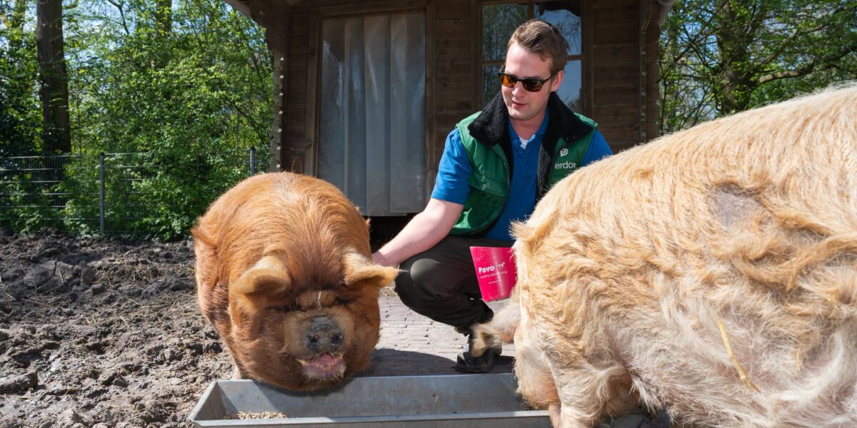 Hitteplan voor biggen en geiten: kinderboerderij Leiderdorp eerder dicht