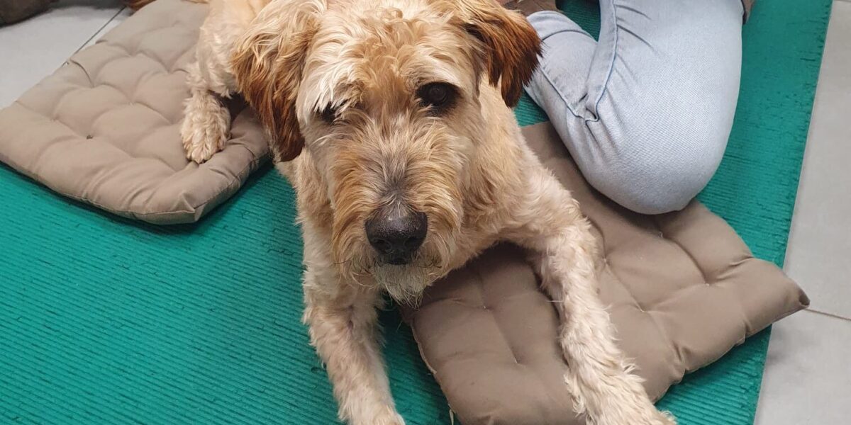 Hond die jarenlang aan ketting op boerenerf Zoeterwoude leefde herplaatst