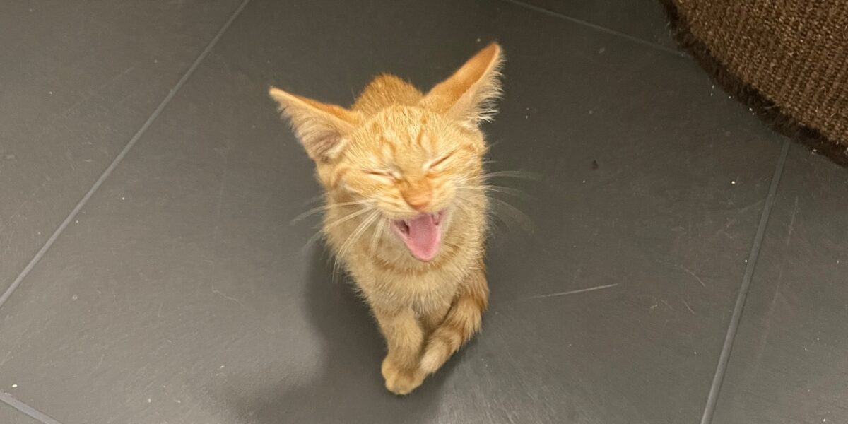 Bomvol Leids dierenasiel deel 3: een overvloed aan jonge katten