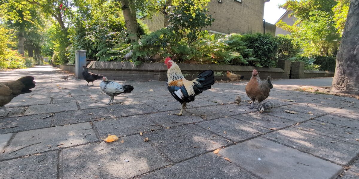 Wilde kippen Leidse Houtkwartier weg na klachten