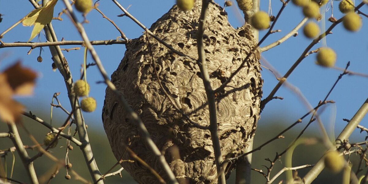 Nest Aziatische Hoornaar gevonden in Voorschoten