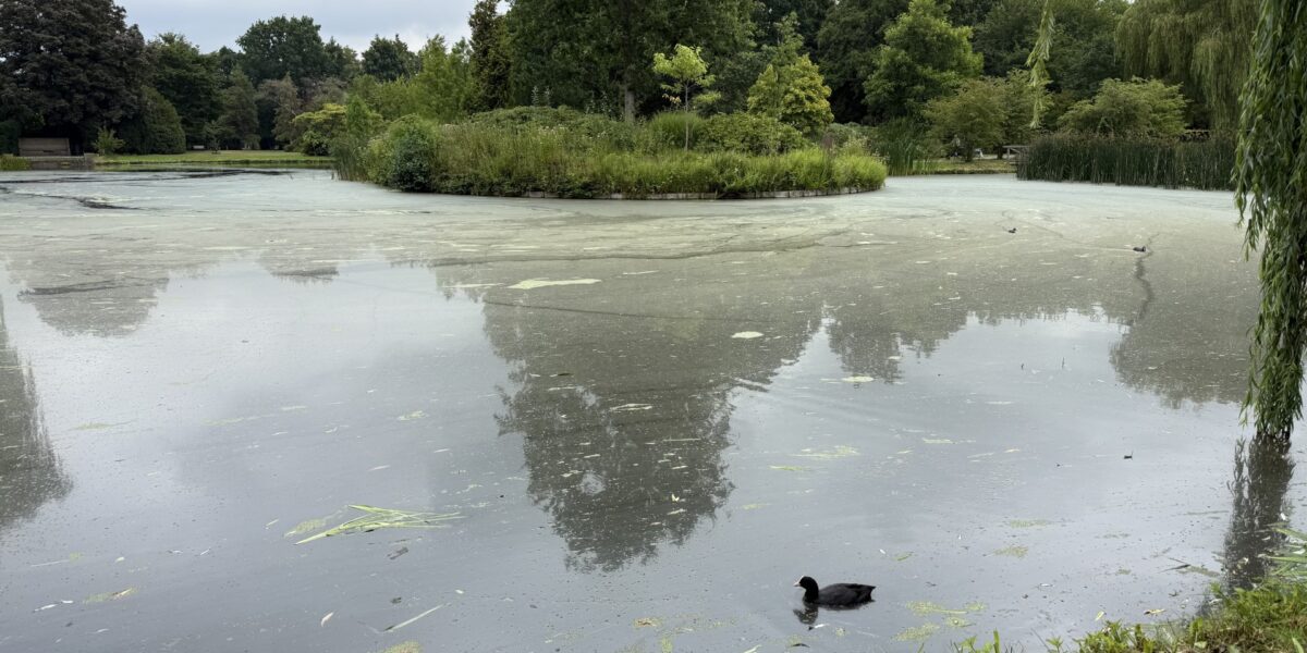 Geen blauwalg of botulisme in Berkhoutpark: wel vies water
