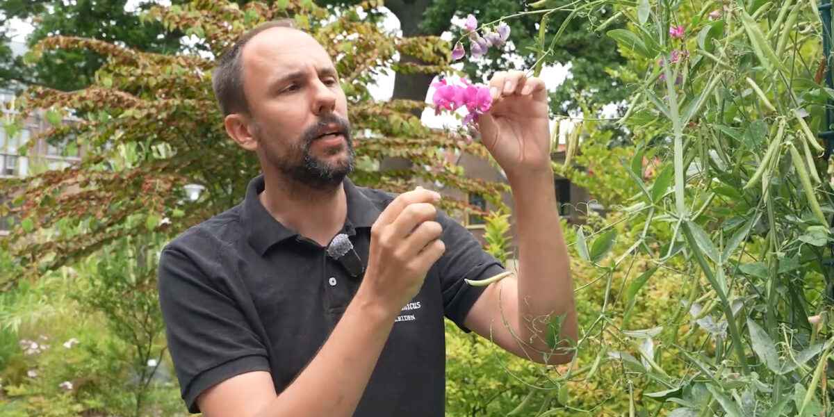 Nieuwe videoserie Hortus laat zien waarom vlinderbloemigen zo bijzonder zijn