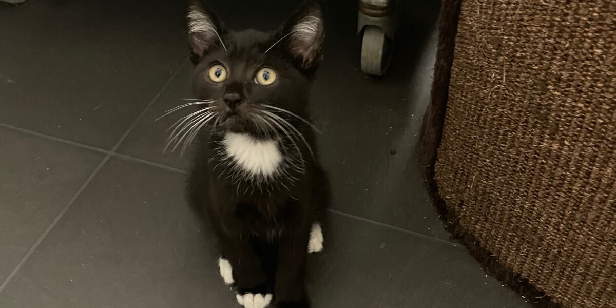 Elke dag dierendag: kom kijken op 10 oktober in het dierenasiel