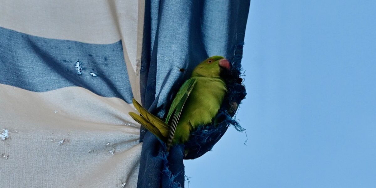 Hulpdiensten redden tropische vogel die verstrikt raakte in vlag