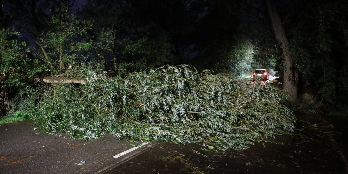 Hoge boom verspert Hogeboomseweg in Wassenaar